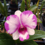 Dendrobium Airy Cartoon B S Dendrobium Airy Cartoon B S